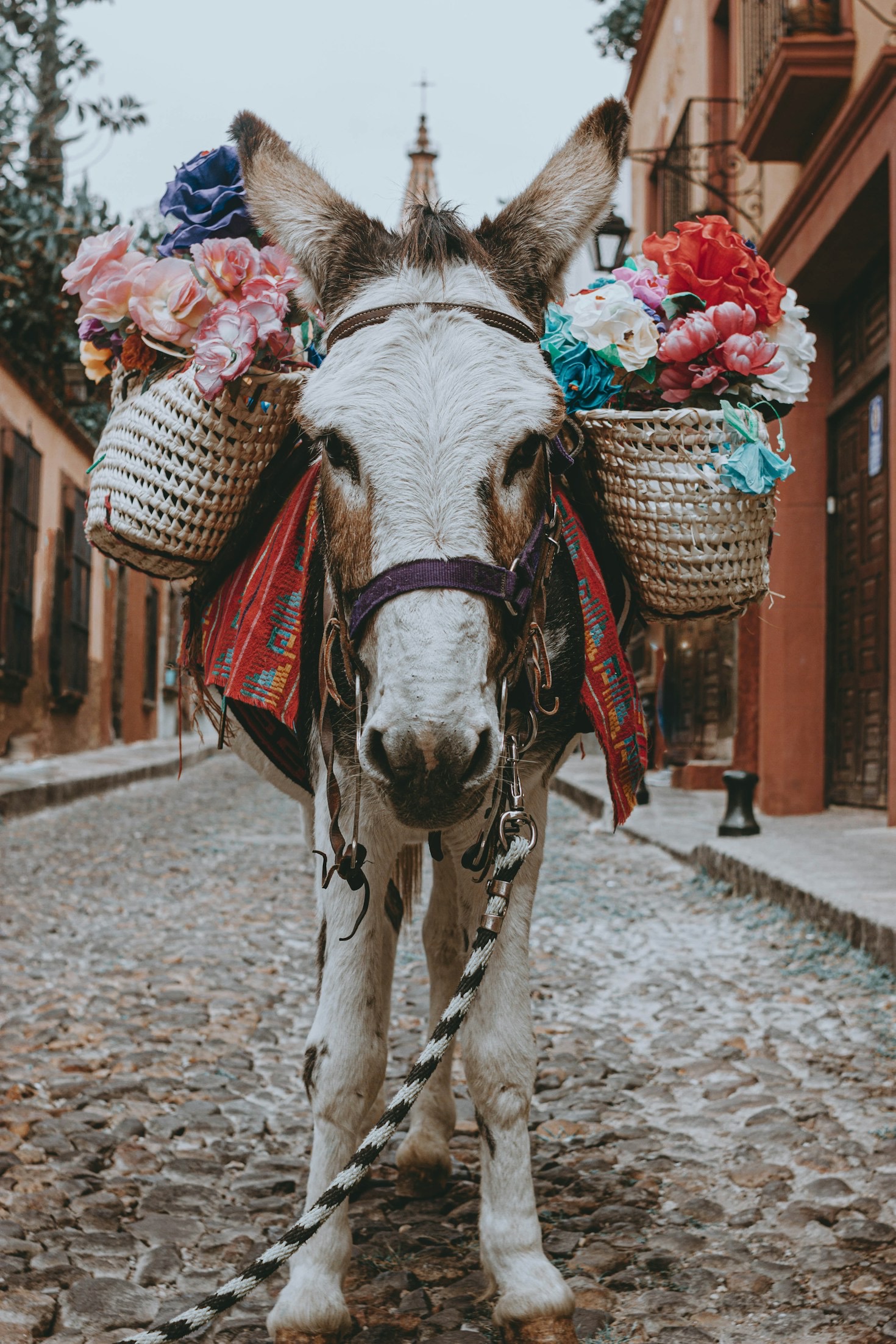 Discover the Elegance of San Miguel Living